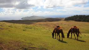 Randonnée à cheval dans le Nord-Ouest de l'île de Pâques.